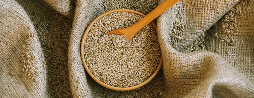 Canary Seed (901)