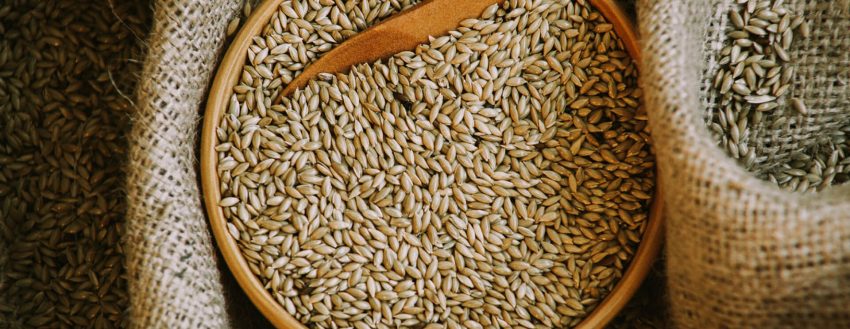 Canary Seed (901)