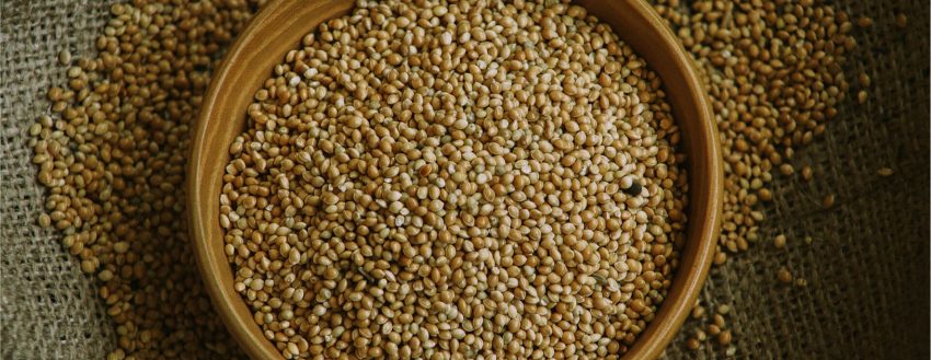 Yellow Millet (908)