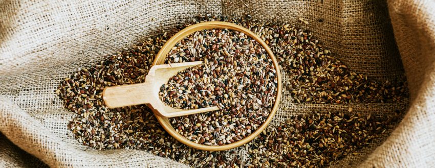 Wild Seed (109)