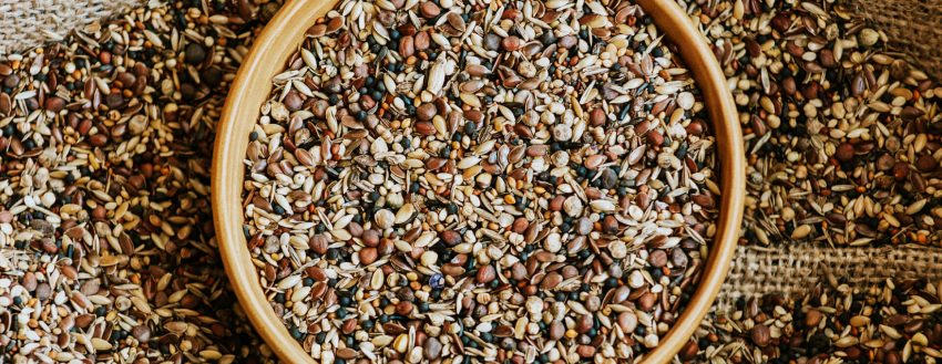 Wild Seed (109)