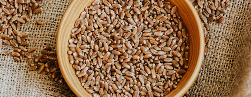 Wheat