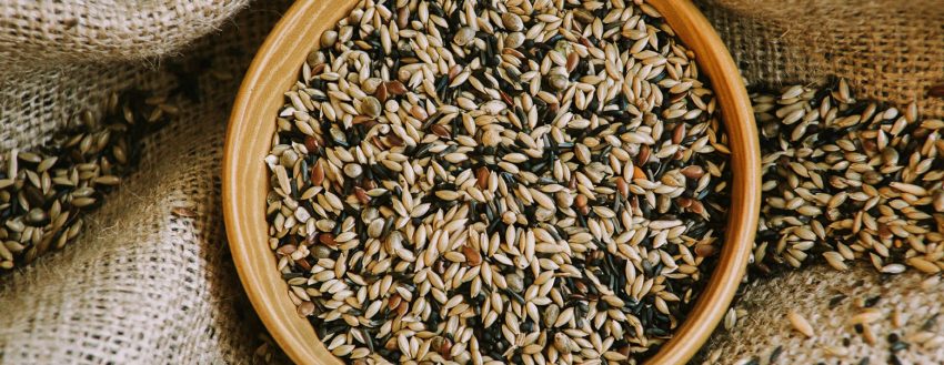 Sup Irk Kanarya (111)